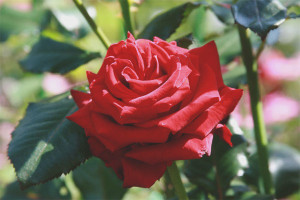 Come far crescere una rosa da un fiore reciso