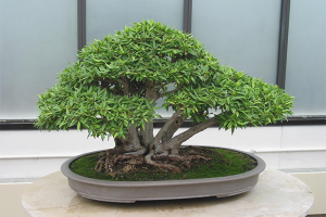 Come far crescere un bonsai