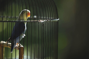 Come guidare un pappagallo in una gabbia