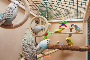 Come equipaggiare una gabbia per un pappagallino