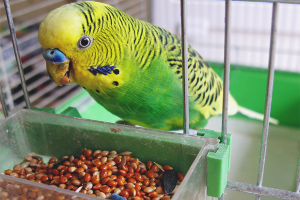 Come nutrire un pappagallino