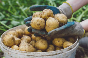 Come coltivare un buon raccolto di patate