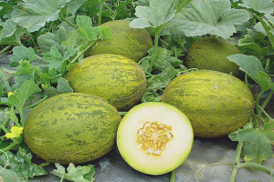Hvordan dyrke meloner i åpen mark