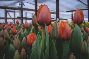 Hvordan dyrke tulipaner i et drivhus