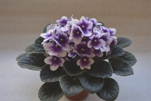 Perché le violette non fioriscono