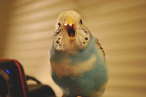 Come insegnare a un pappagallino a parlare