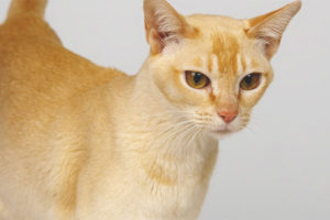 Ceylon katt