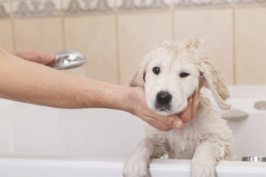 Un cane può essere lavato dopo la vaccinazione?