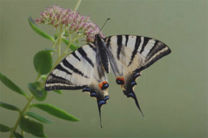 Butterfly Podalirium