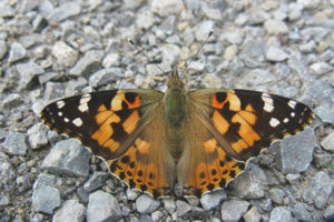 Butterfly tistel