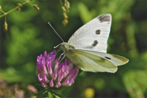 farfalla Pieris rapae