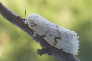 Silkeorm sommerfugl