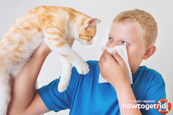 Hvordan er en allergi mot katter hos et barn