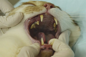 Hvorfor mister katter tennene