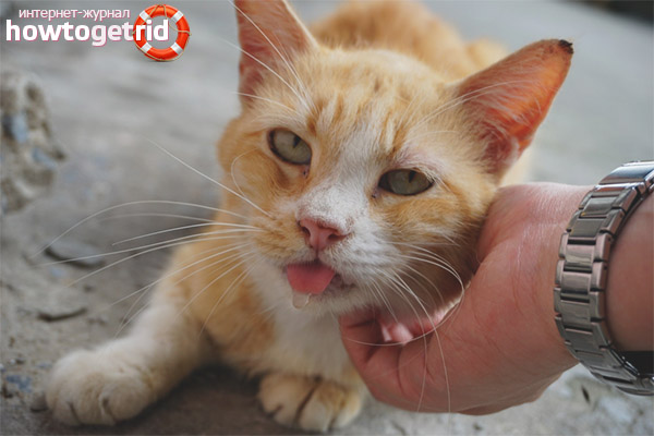 Prevenzione della salivazione nei gatti